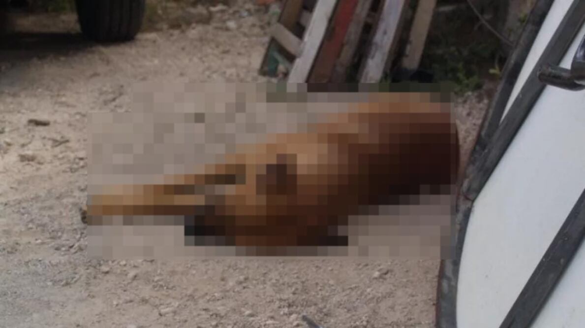 El pasado fin semana, cinco canes fueron asesinados en Hunucmá, Yucatán. (Foto: especial)
