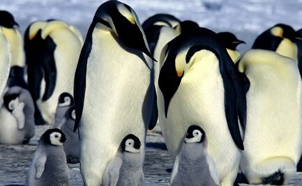 Descubren desde el espacio colonias de pingüinos en la Antártida