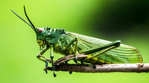 Conoce las principales diferencias entre un grillo y un saltamontes, según biólogo