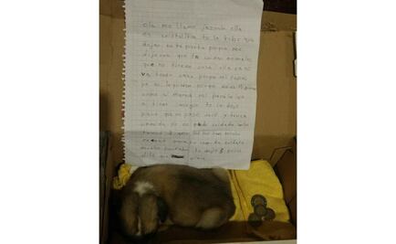 Niña se ve obligada a abandonar a su perra y deja carta: "Te dejo 8 pesos y dile que la quiero" 