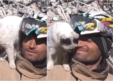 VIDEO: Gatito rescatado entre los escombros en Turquía se niega a abandonar al hombre que lo salvó