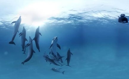 Playas japonesas en alerta por mordeduras de delfín