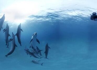 Playas japonesas en alerta por mordeduras de delfín