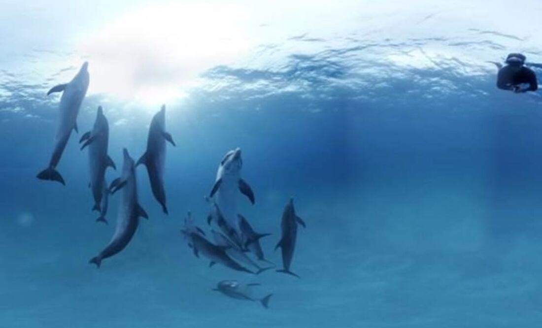 Dicen ser la primera película de realidad virtual que te lleva a nadar con los delfines. Foto: Archivo