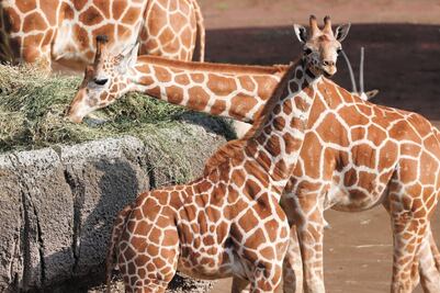 CDMX gastará 36 mdp en alimento para zoológicos