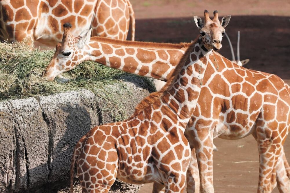 Algunos ejemplares, como las jirafas que pertenecen al zoo de Chapultepec, necesitan una dieta específica, la cual es diseñada por nutriólogos, defiende la Sedema. Foto: BERENICE FREGOSO. EL UNIVERSAL