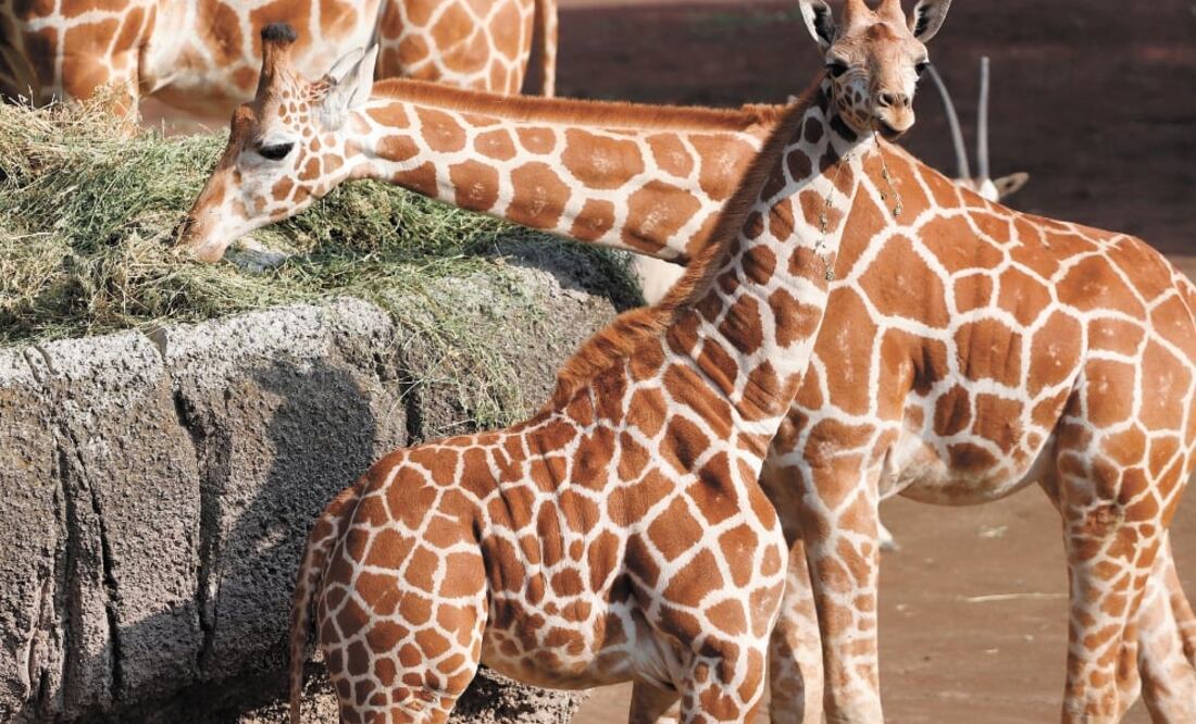 Algunos ejemplares, como las jirafas que pertenecen al zoo de Chapultepec, necesitan una dieta específica, la cual es diseñada por nutriólogos, defiende la Sedema. Foto: BERENICE FREGOSO. EL UNIVERSAL