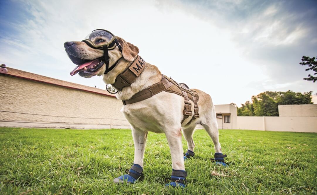 Frida Marina, Mexican rescue dog - Photo: File photo/EL UNIVERSAL