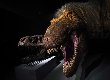 Estudio contradice creencia sobre velocidad de los Tiranosaurus rex