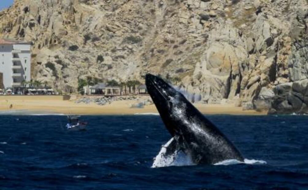 Viajera y solidaria: 13 cosas sorprendentes sobre la ballena gris