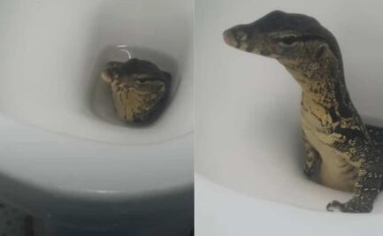 Viral: turistas graban a lagarto saliendo de su inodoro en hotel