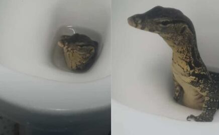 Viral: turistas graban a lagarto saliendo de su inodoro en hotel