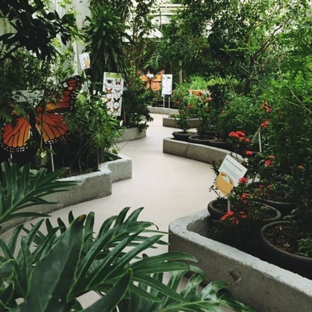 Visita el mariposario de Chapultepec en el “Mes de la Monarca”  