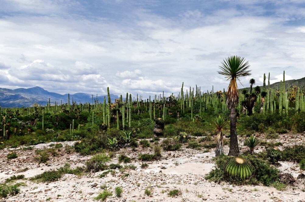 La Reserva de la Biósfera Tehuacán-Cuicatlán cuenta con más de 145 mil hectáreas. Foto: CORTESÍA INAH