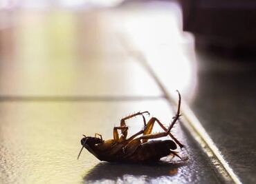 Ola de calor; así puedes eliminar a la “súper cucaracha” sin químicos y con solo dos ingredientes