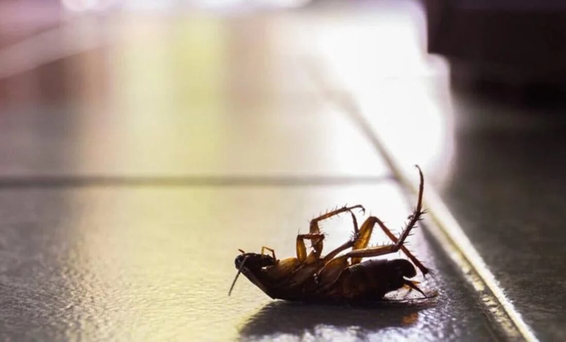 Este insecto es una de las plagas urbanas más problemáticas en México y el mundo. Foto: Syngenta Soluciones Urbanas