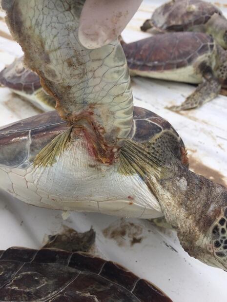 Registran muerte masiva de tortugas marinas en Tamaulipas