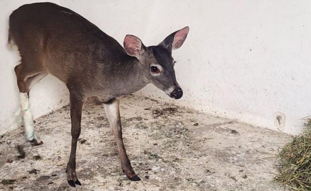 Un ciervo herido que fue encontrado por bomberos de la CDMX fue entregado a la Brigada de Vigilancia Animal de la SSC para su cuidado y resguardo.
Foto: Especial.