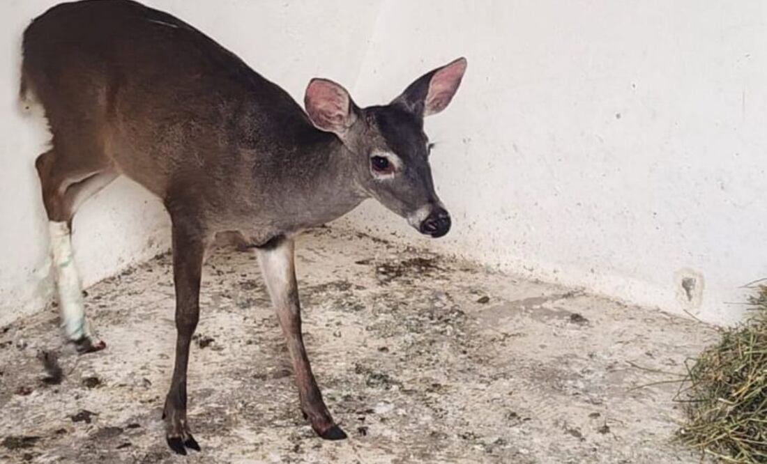 Un ciervo herido que fue encontrado por bomberos de la CDMX fue entregado a la Brigada de Vigilancia Animal de la SSC para su cuidado y resguardo.
Foto: Especial.