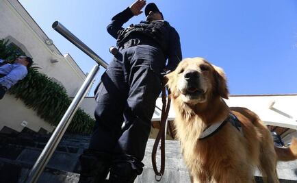 ¿Qué pasará con los perros de la Policía Federal? 