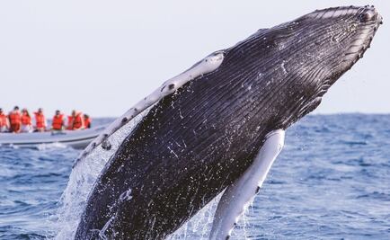 Inicia temporada de avistamiento de ballenas jorobadas en Puerto Vallarta