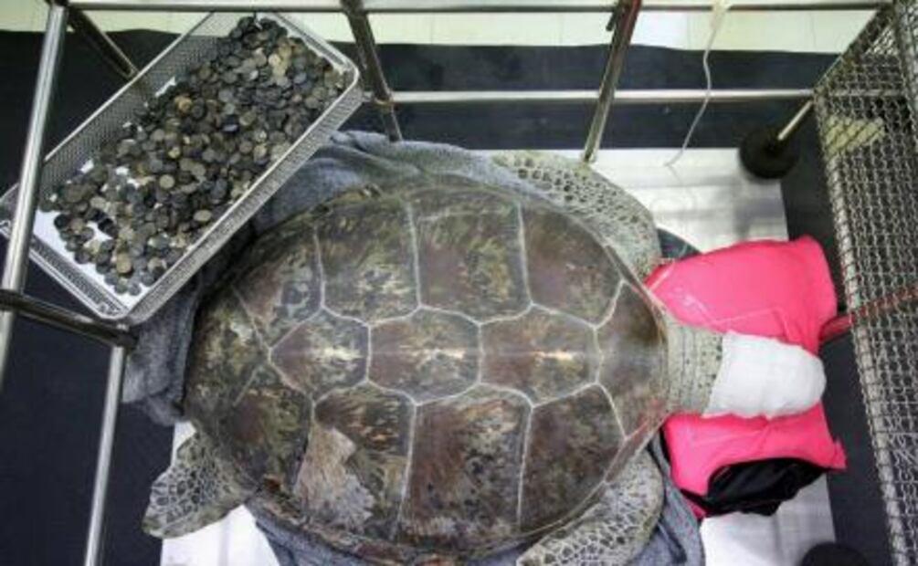 Extraen 915 monedas a una tortuga marina en Tailandia