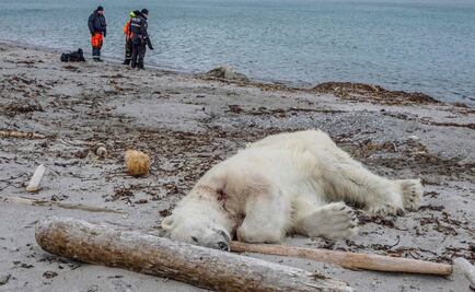 Autoridades noruegas justifican matanza de oso polar