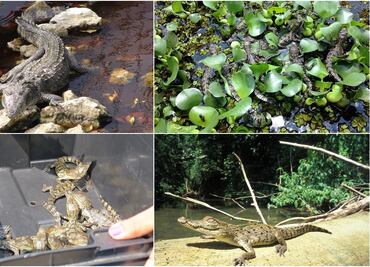 Liberan 42 crías de cocodrilo de pantano en Veracuz