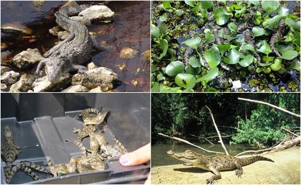 Liberan 42 crías de cocodrilo de pantano en Veracuz