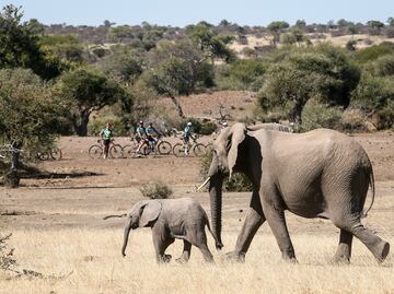 ¿Dormirías en una habitación sin techo, entre animales salvajes?