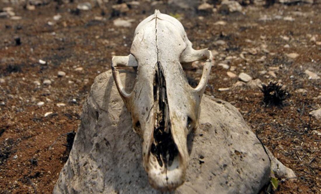 2025 será el segundo o tercer año más cálido registrado Foto: Archivo