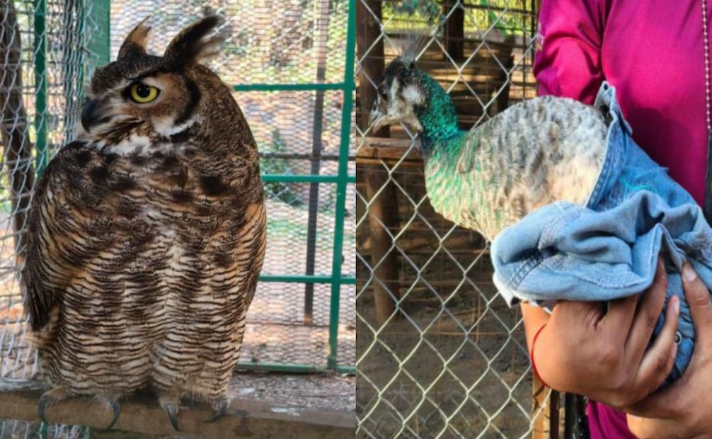 Fuerzas estatales y federales realizan operativo en Tierra Caliente, Michoacán; detienen a 8 presuntos integrantes del CJNG.
Foto: Especial.