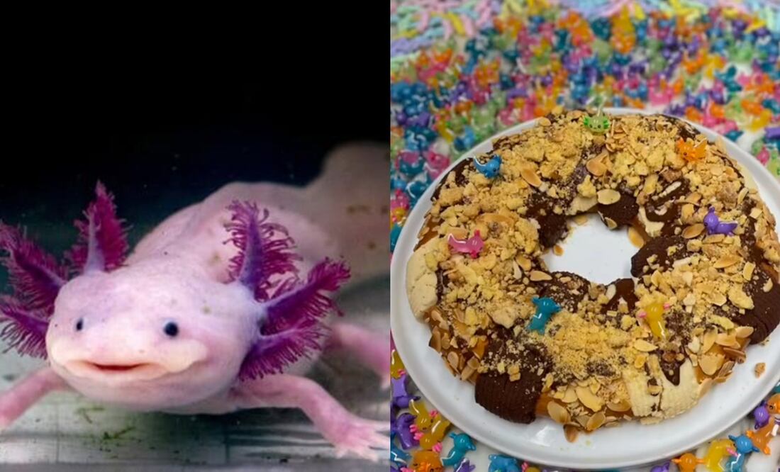 Rosca de ajolotes. Foto: Archivo y captura de pantalla