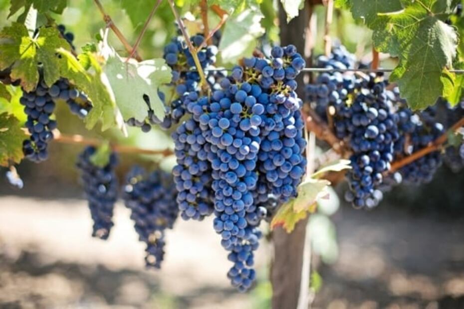 Los beneficios de la uva malbec