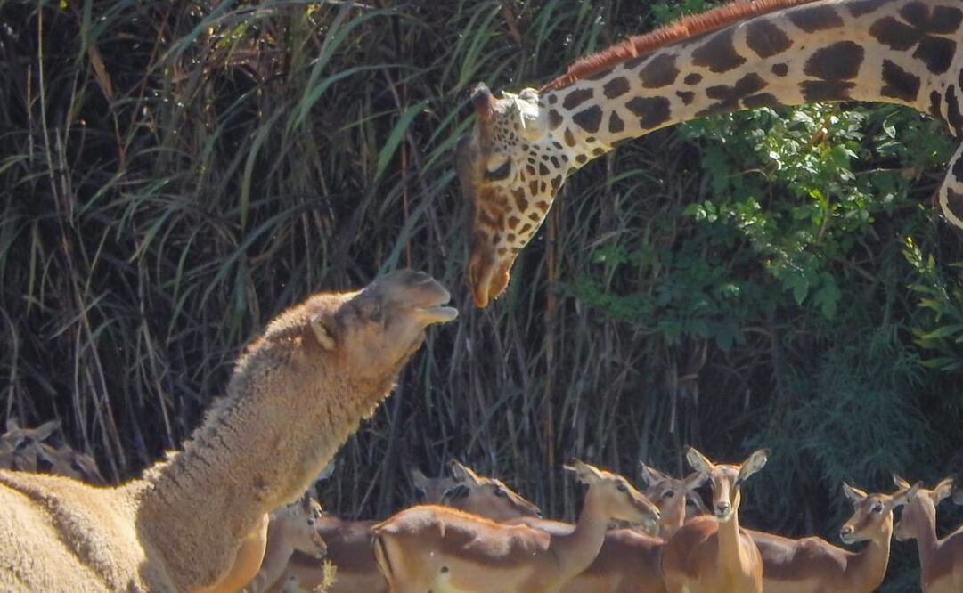 La jirafa Benito relacionándose con un dromedario. Foto: X. @AfricamSafari