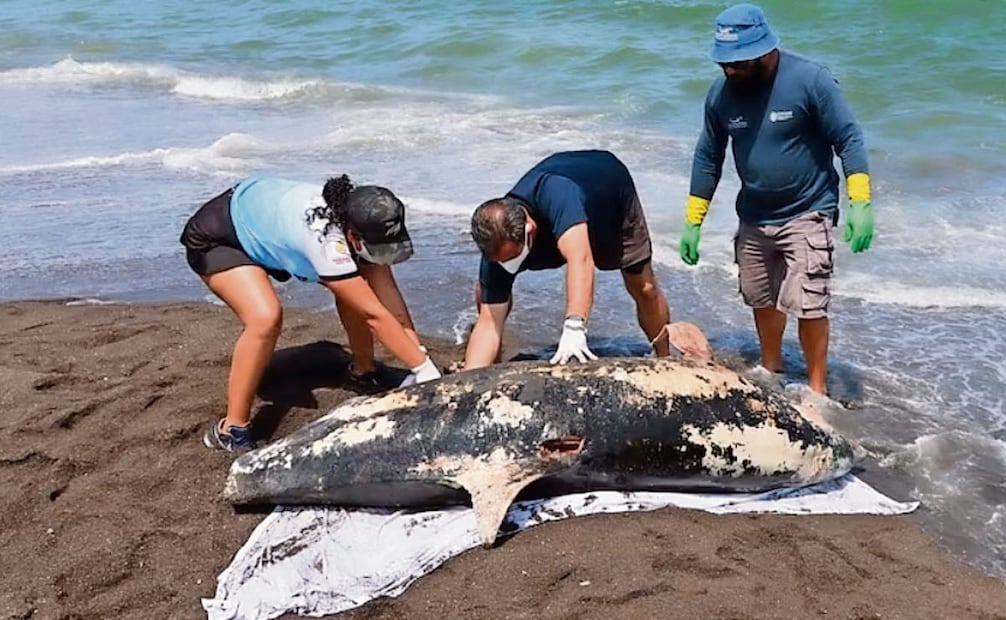 En la vida marina, el delfín ha sido una de las mayores víctimas en derrames petroleros previos. Foto: Especial