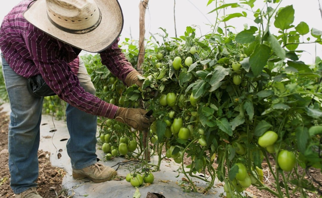 Farmer taking care of a tomato plant – Photo: Luis Enrique Granados/EFE