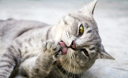Estas son las razones por las que un gato se lame