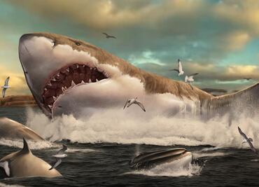 Descubren zonas donde el Megalodón pudo haber tenido a sus crías