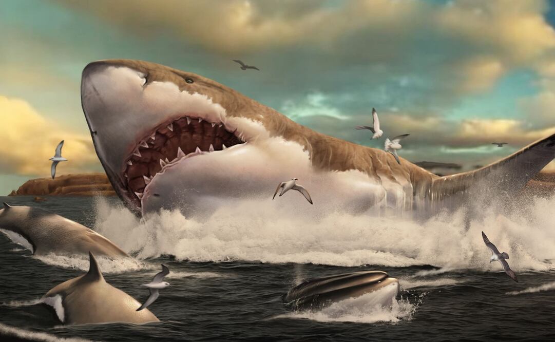 Ilustración: AFP PHOTO / METAZOA STUDIO / HUGO SALAIS