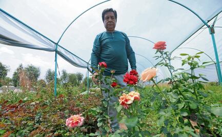 Afecta helada a productores de rosas; hay pocas plantas