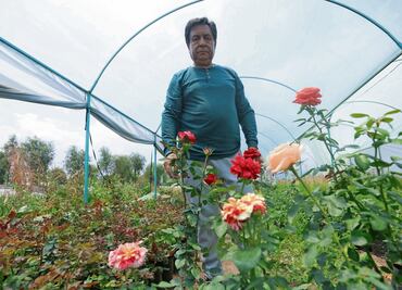 Afecta helada a productores de rosas; hay pocas plantas