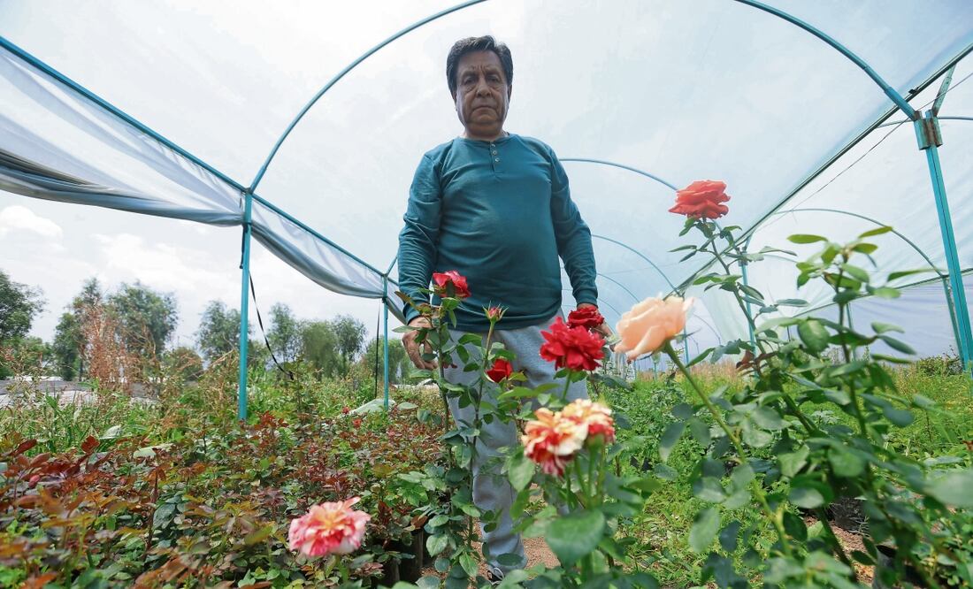 Hace 20 días cayó una helada tremenda en Xochimilco y los que no tenían sus rosas cubiertas o en invernadero sufrieron grandes pérdidas, contó Martín. Foto: Gabriel Pano / EL UNIVERSAL