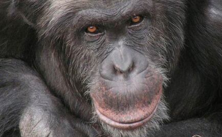 EU pone fin al uso de chimpancés para investigación médica