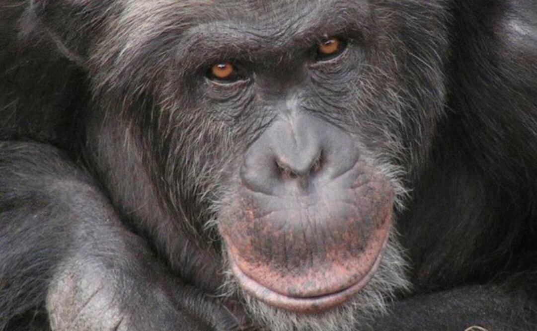 EU designó a los chimpancés en cautiverio como especie en peligro de extinción. Foto: Archivo