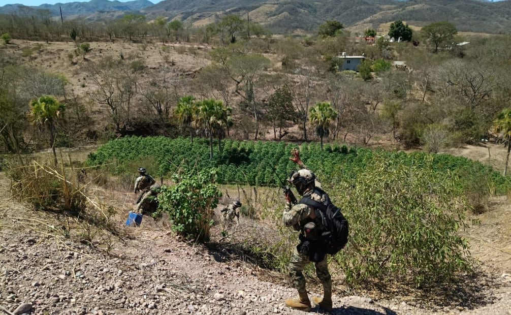 Marina localiza siete plantíos de marihuana y una bodega. Foto: especial