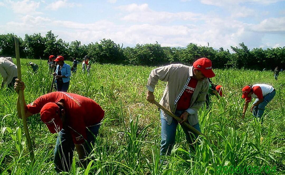 Trabajadores agrícolas van por cooperativas para crear empleos para mexicanos deportados; piden apoyo a Sheinbaum. Foto: Archivo/EL UNIVERSAL