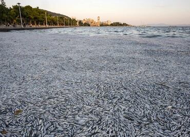 Las inundaciones de hace un año causan la muerte de decenas de miles de peces en Grecia