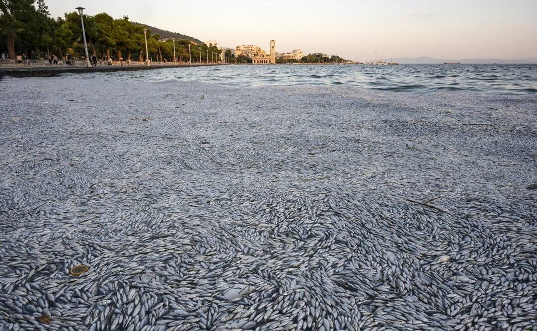 Se ven peces muertos flotando en el mar, en el puerto de Volos. Foto: EFE