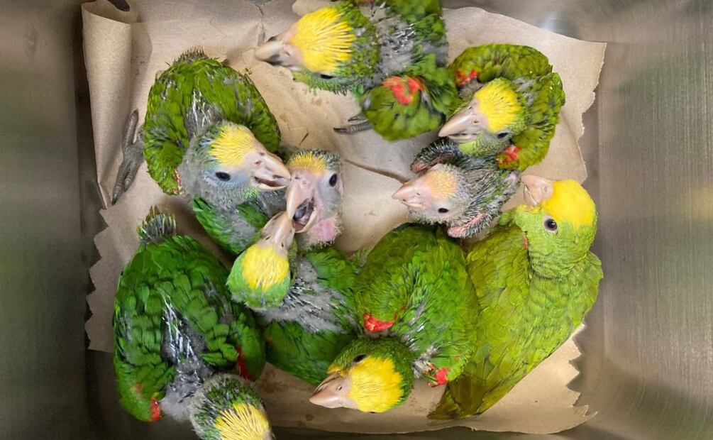 Un estadounidense fue detenido al intentar cruzar por Reynosa, Tamaulipas, un total de nueve loros cabeza amarilla. | Foto: Especial.